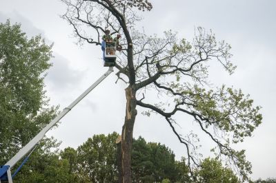 tree moving and relocation