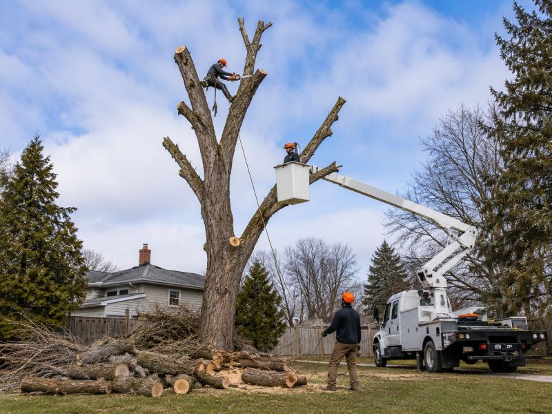 Birch Tree Removal in Montgomery County, PA