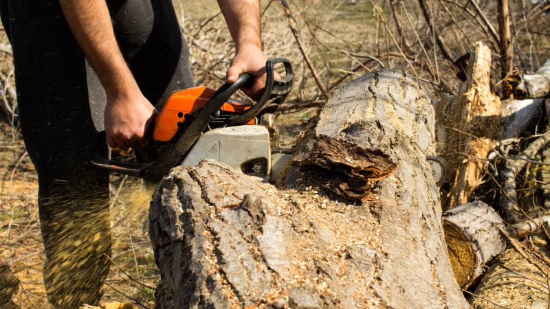 Cypress Tree Removal in Duluth, MN