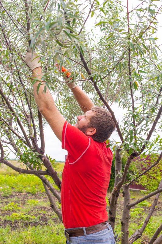 Preparing Trees for Relocation